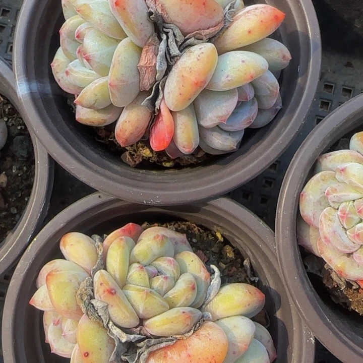 老圆脸3头星影老桩1颗福利