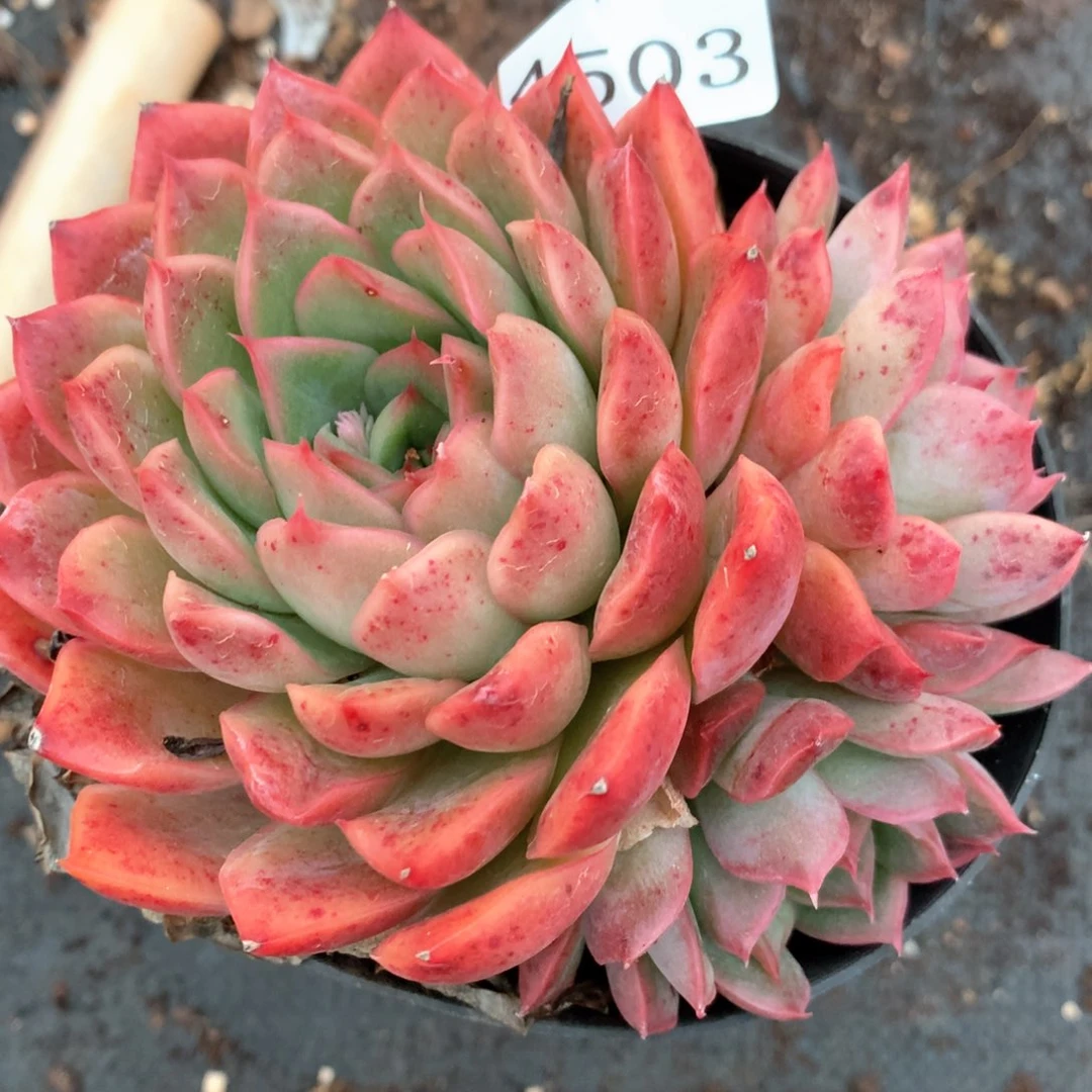 4503杂交多肉植物