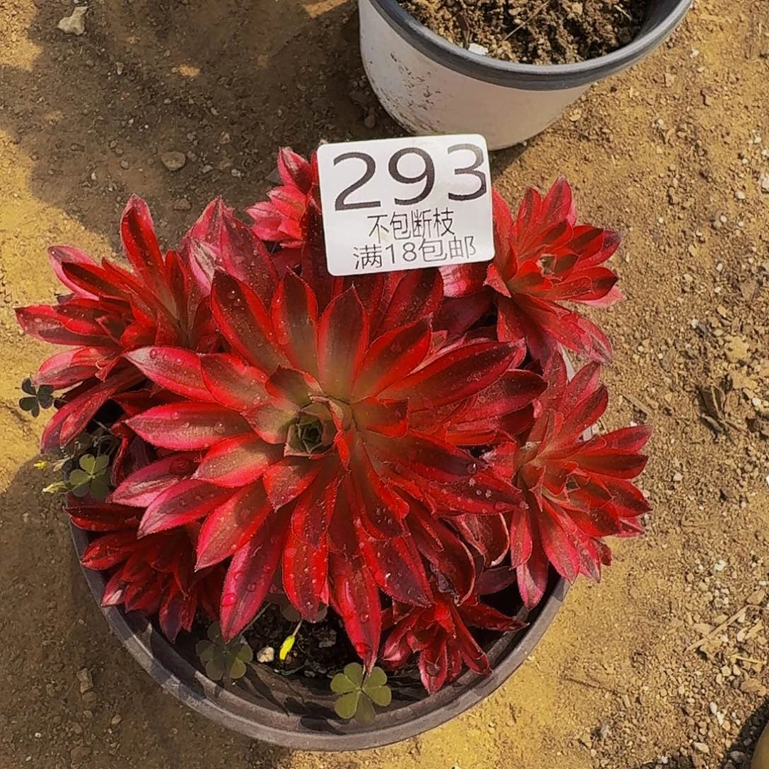 293凤凰锦多肉法师的