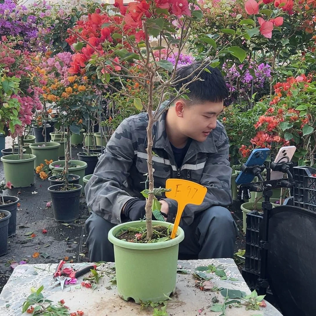 A***o大部分花苞少量开放F97不甜