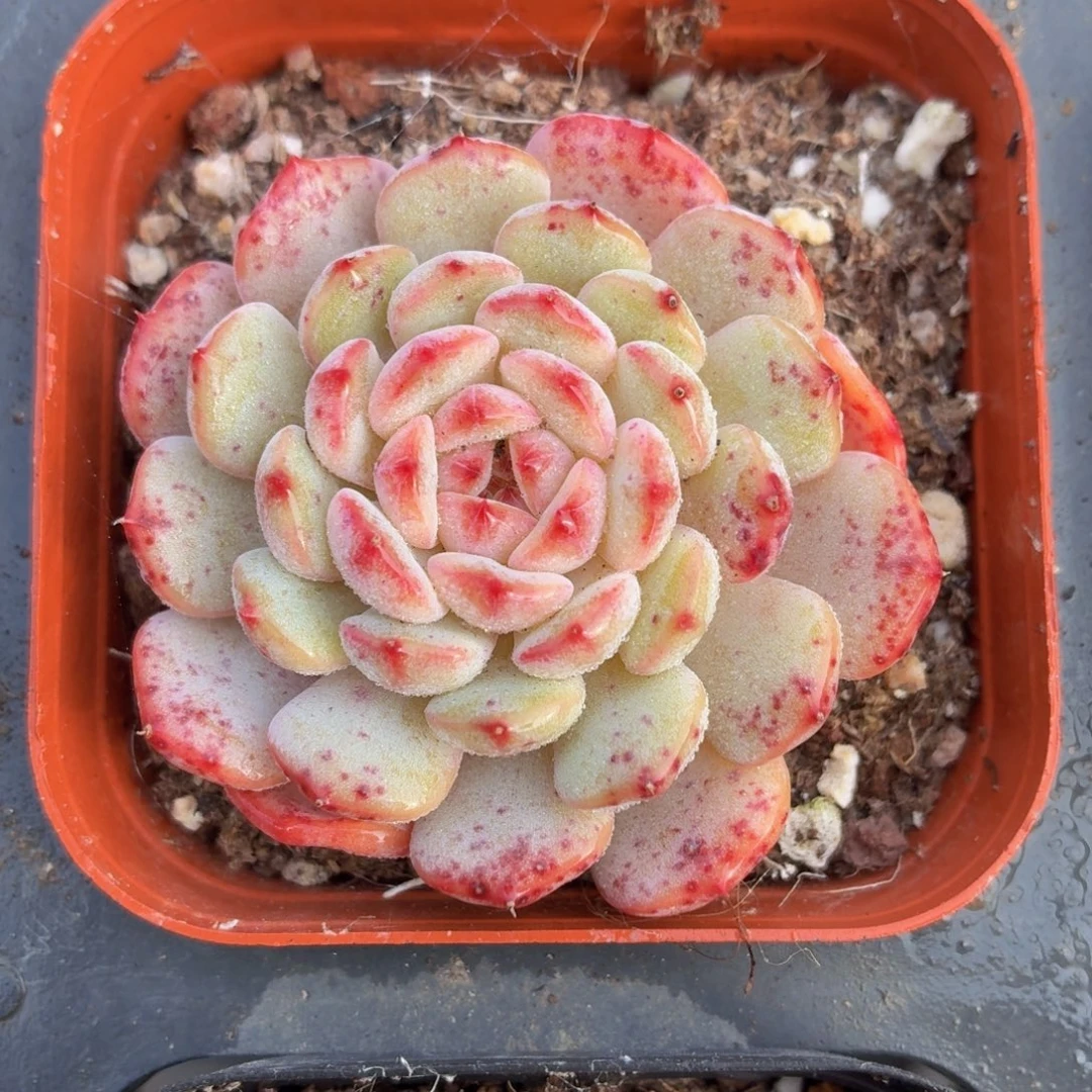 白胖子多肉9.9包邮发货