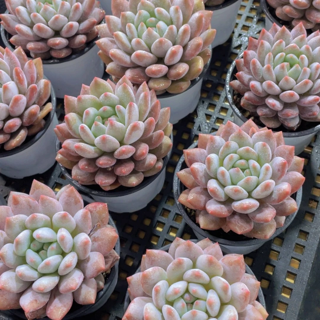 量拍43号 丸叶大单头半夏一颗