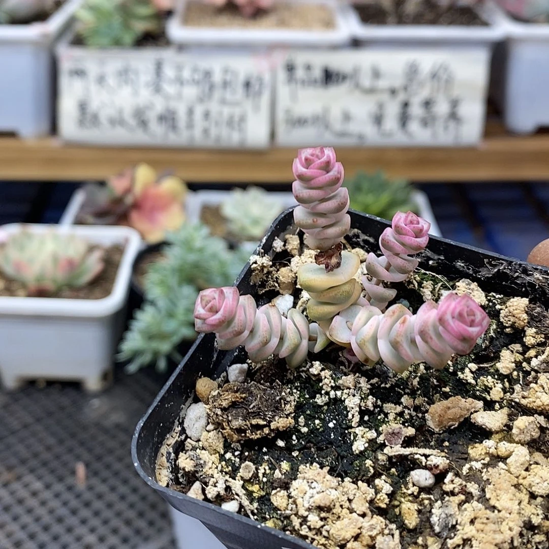 2056 钱串锦多肉