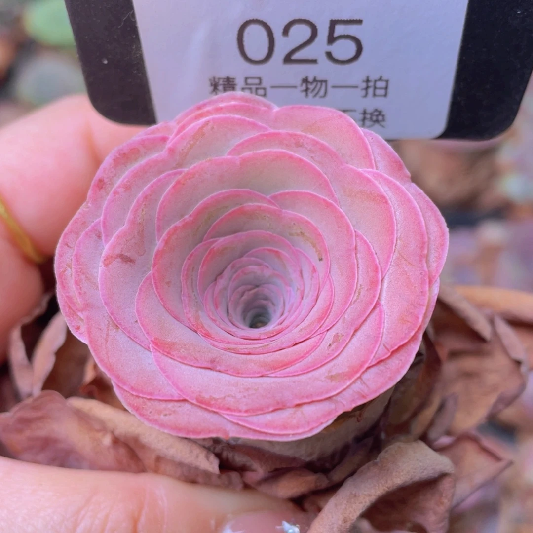 山地玫瑰025裸根发货断枝不包损不售后