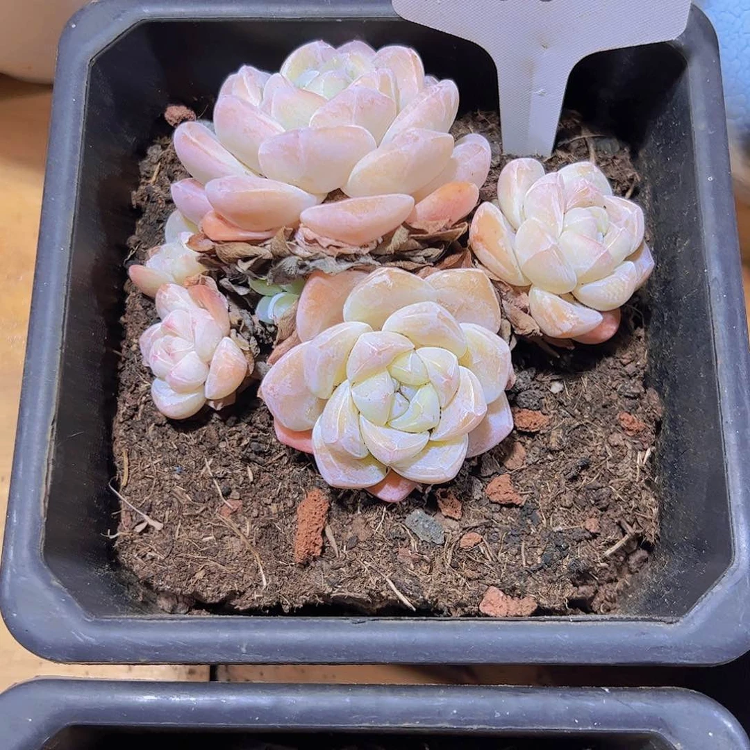 淳**娜62冰玉。。。。。。。