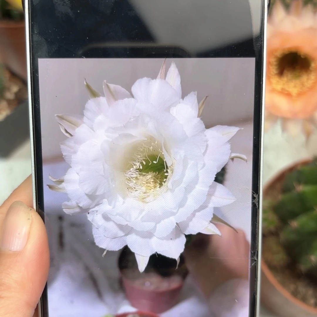 彩草92号7公分左右