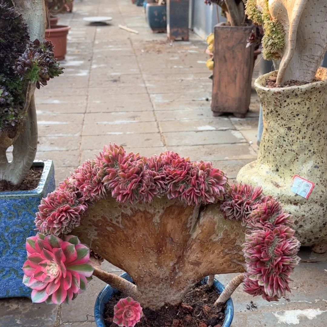 荔枝正版精品福利