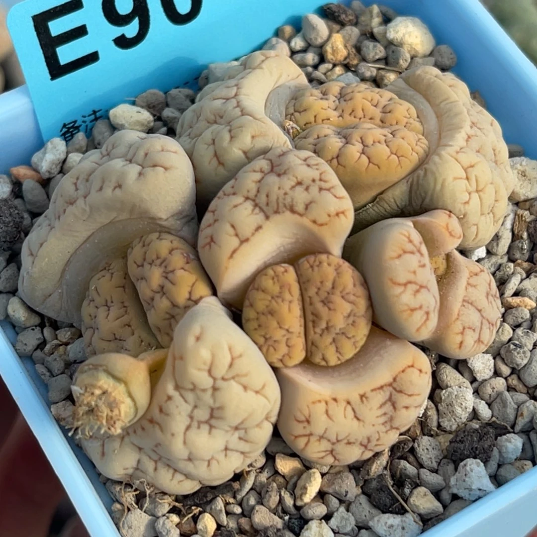 9049四头荒群一颗