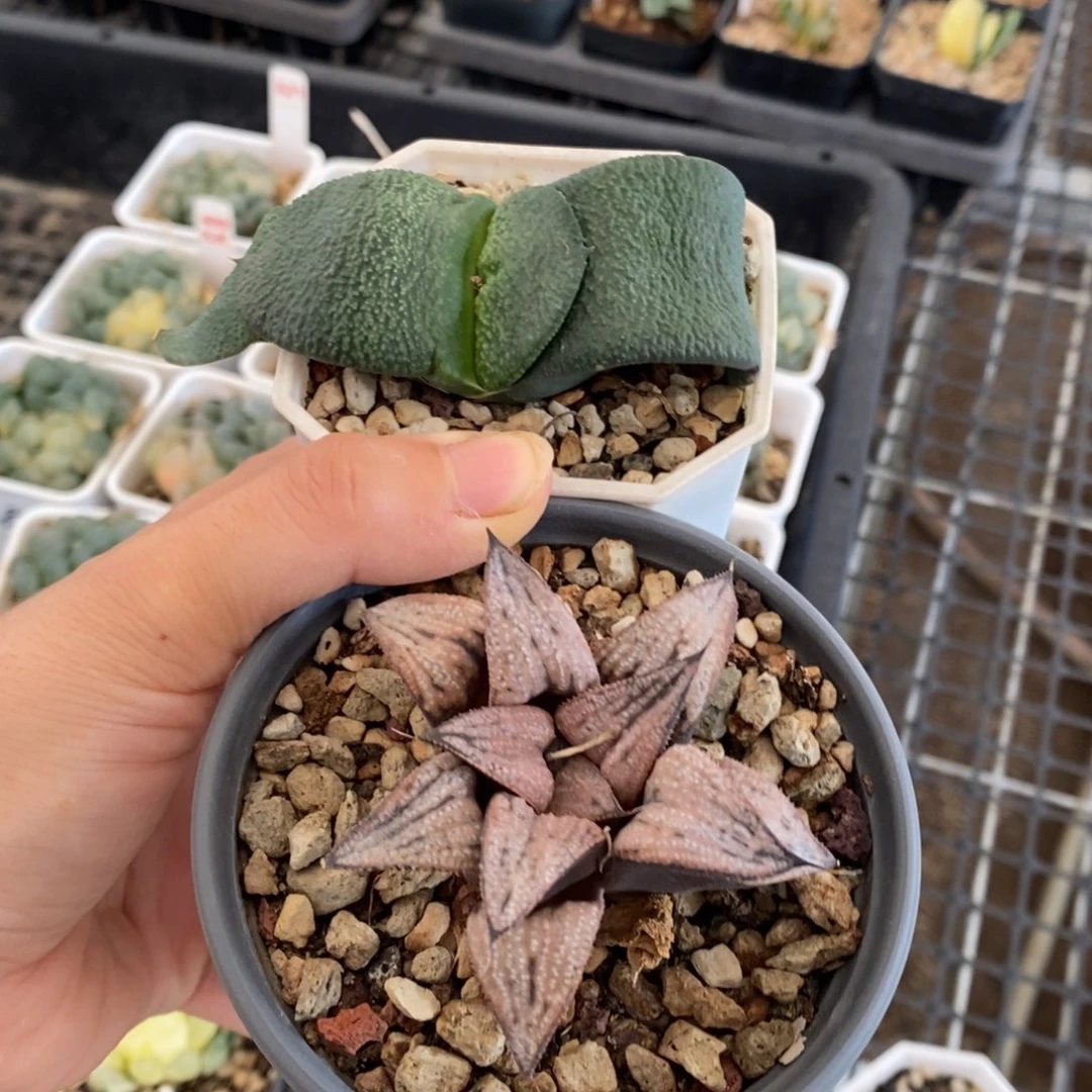 带盆发货卧牛皇妃