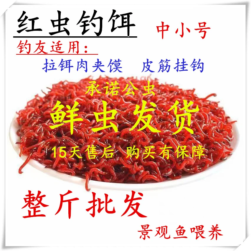 2025钓鱼计划新鲜活红虫饵上鱼快净虫发货易保存包邮包路损