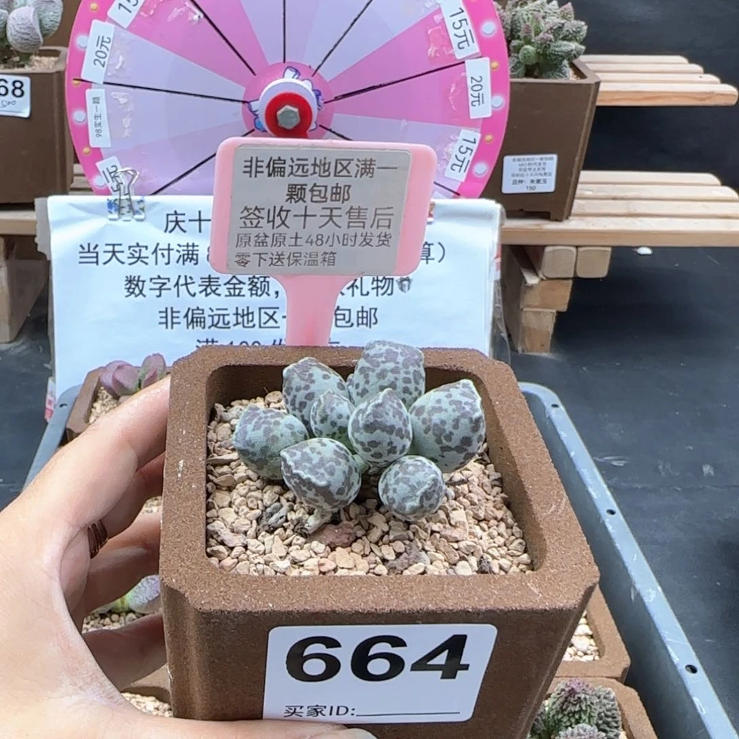 664达摩海豹多肉植物