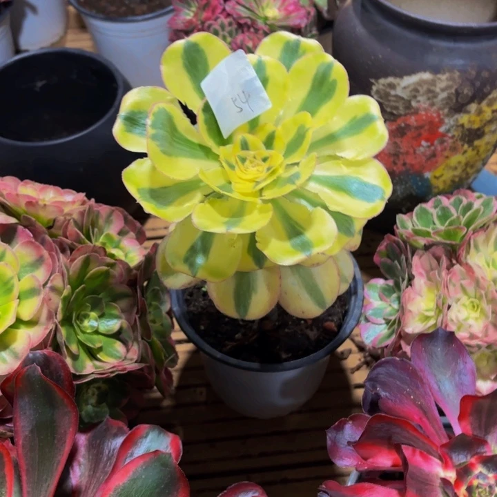 云南燕姿好看54号