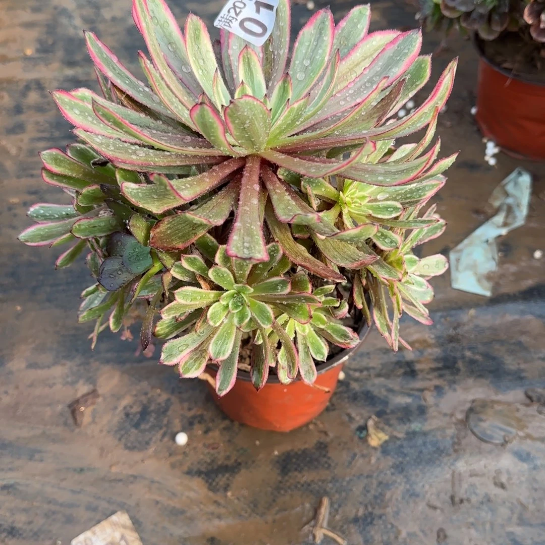 紫霞仙子013满20包邮断枝不包