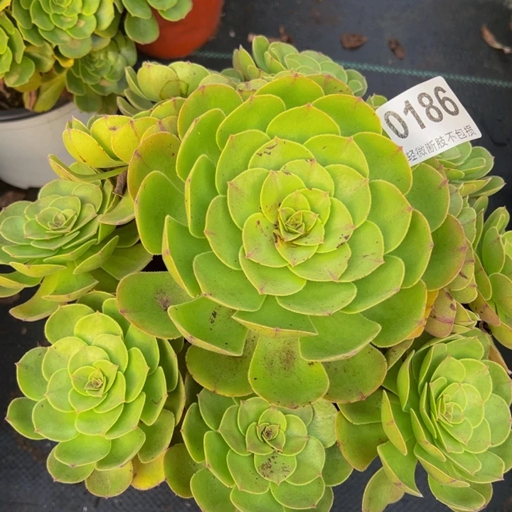 万圣节018666666666