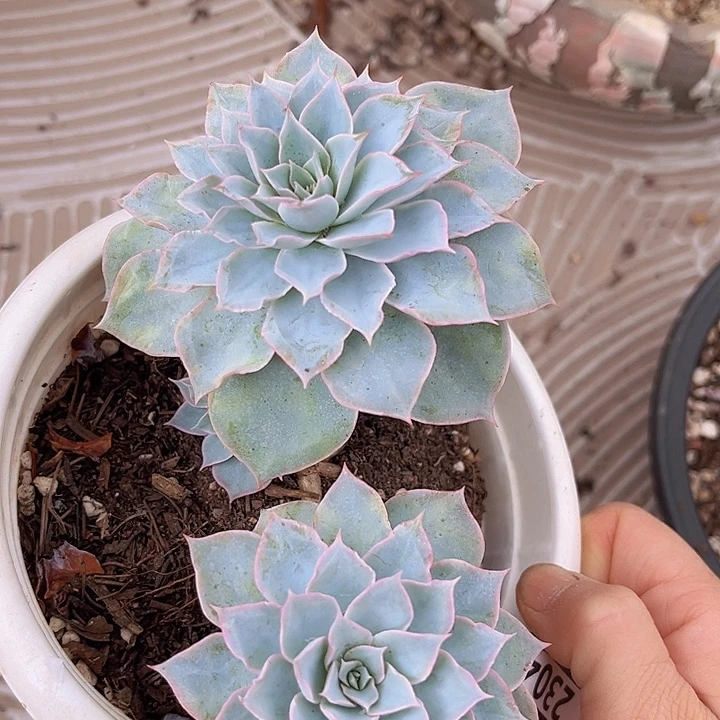 皱叶皮氏2304多肉植物
