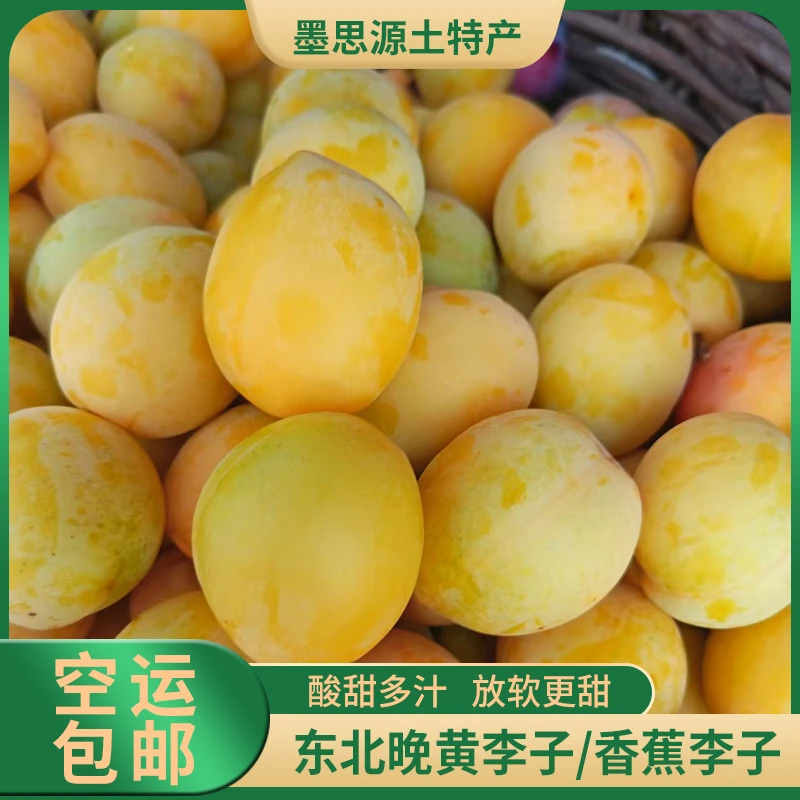 东北特产晚黄李子香蕉李子酸甜多汁果肉细腻饱满水润2/3/5斤空运