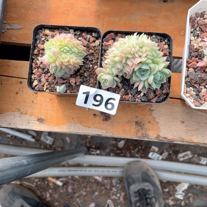 晶*多肉植物一物一拍