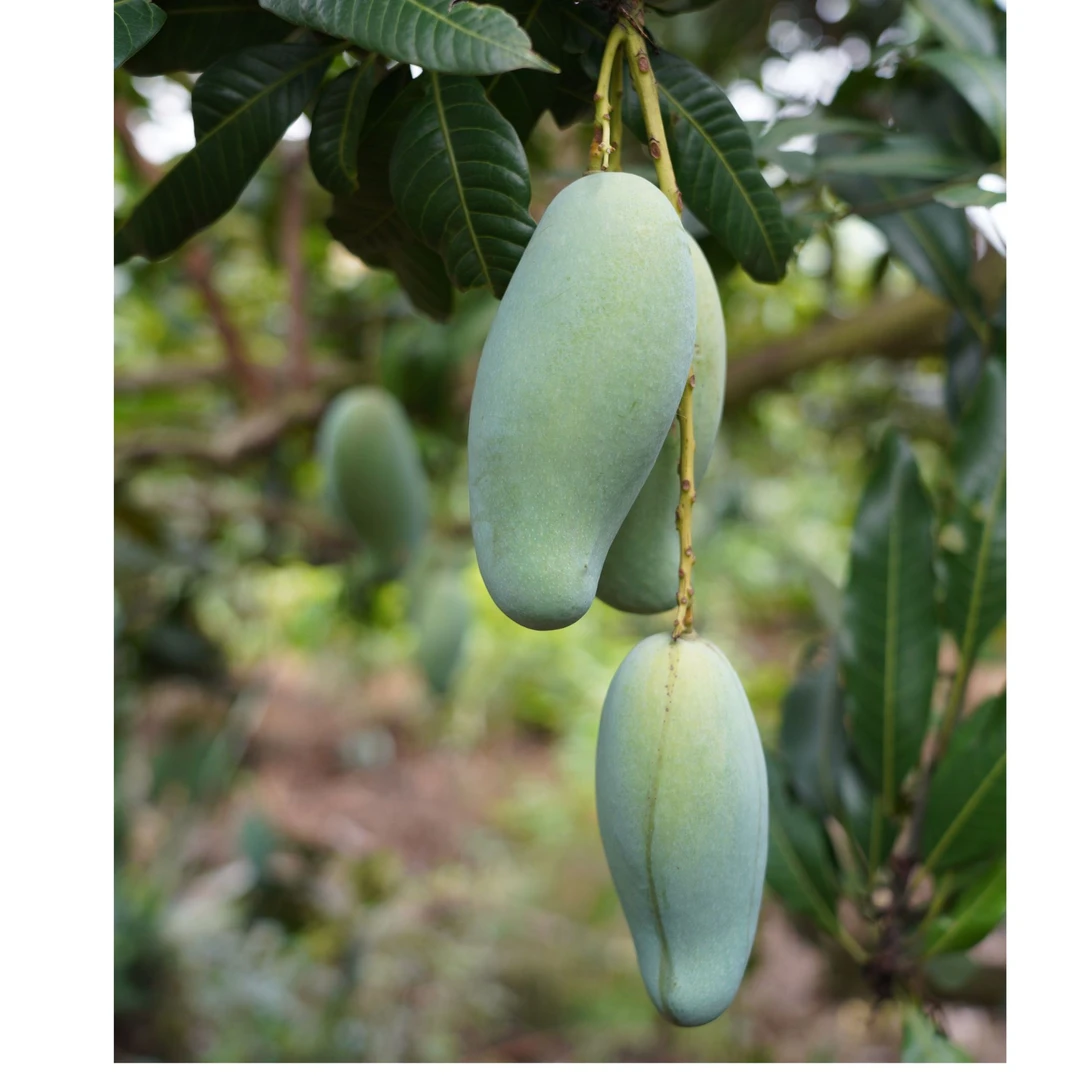 广西田东桂七香芒老树轻微花桂七大果
