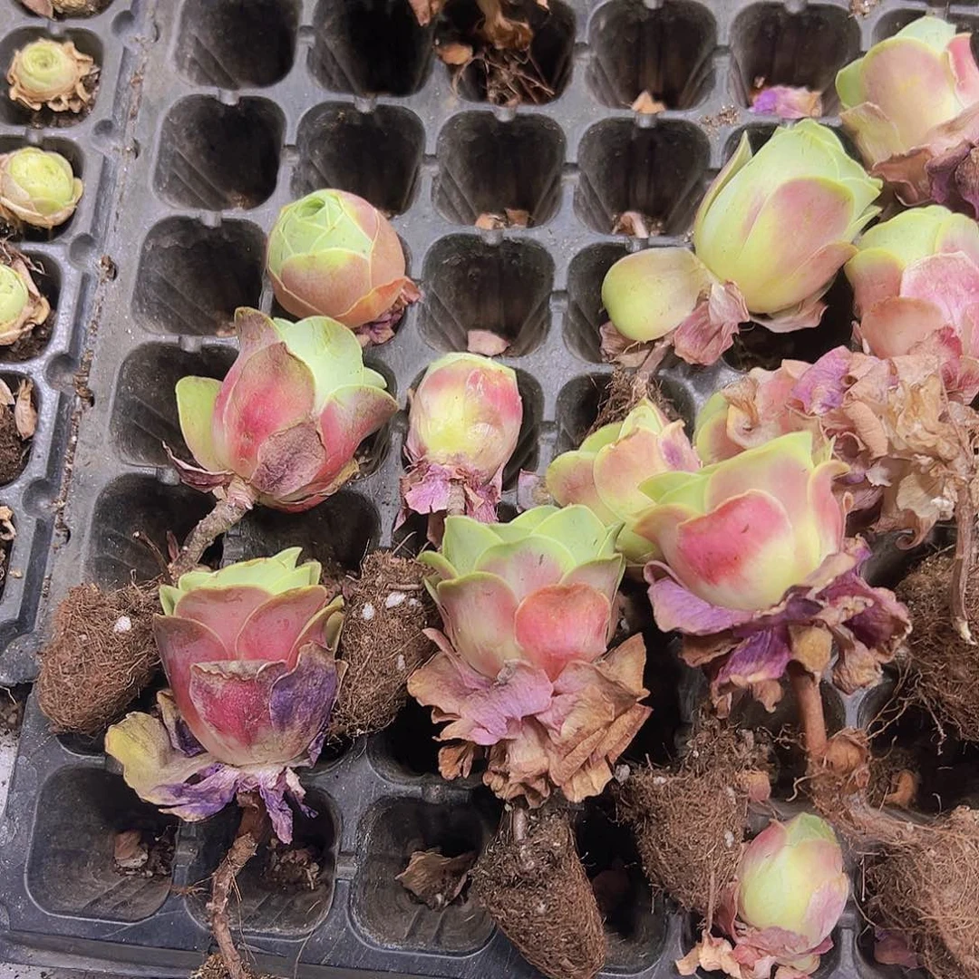 穴红水蜜桃12个19包邮