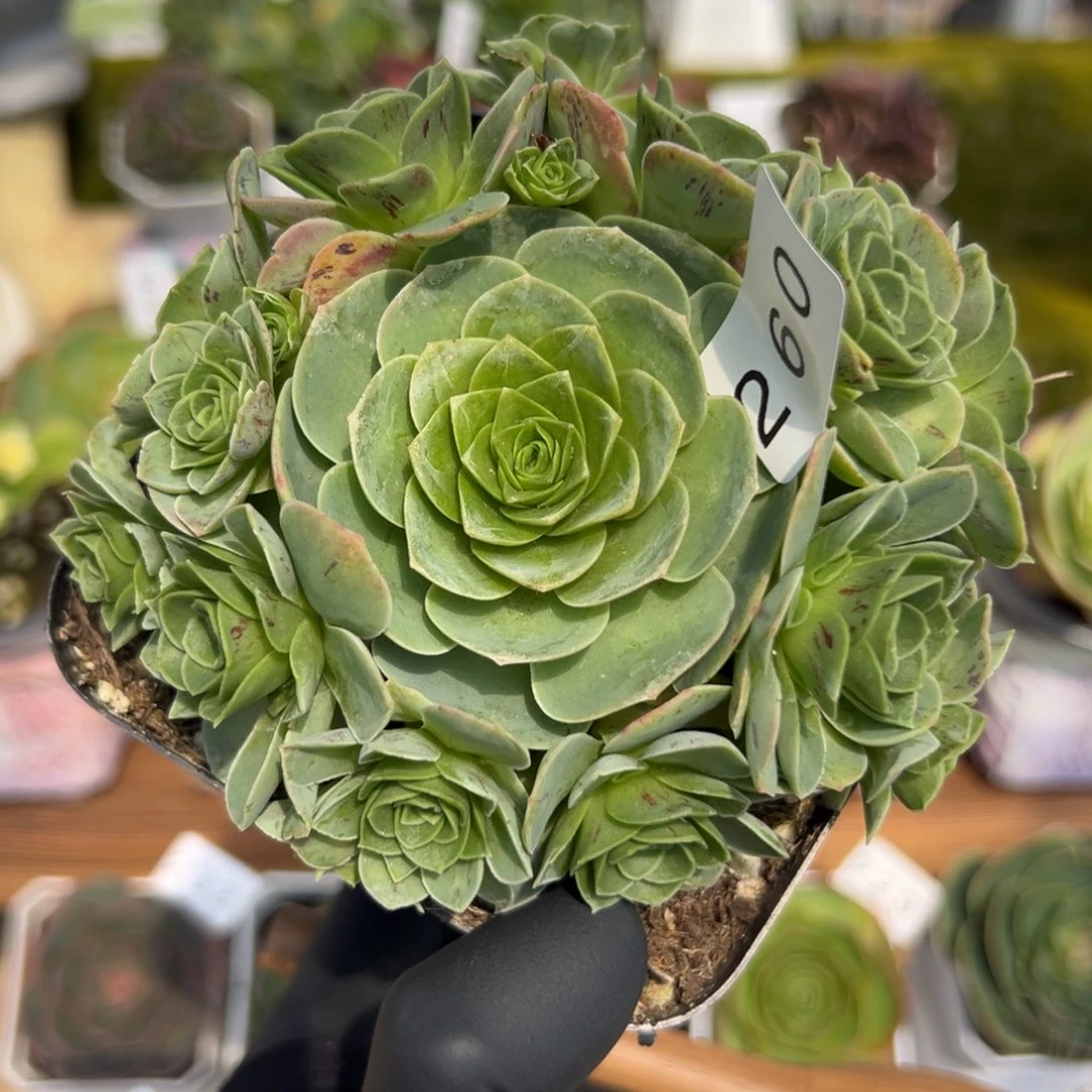 260万花筒捧花拉丝9厘米