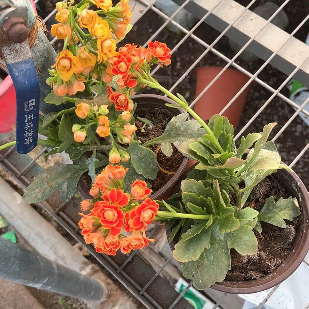 金狐狸，洛桑女神花后苗，随机两盆