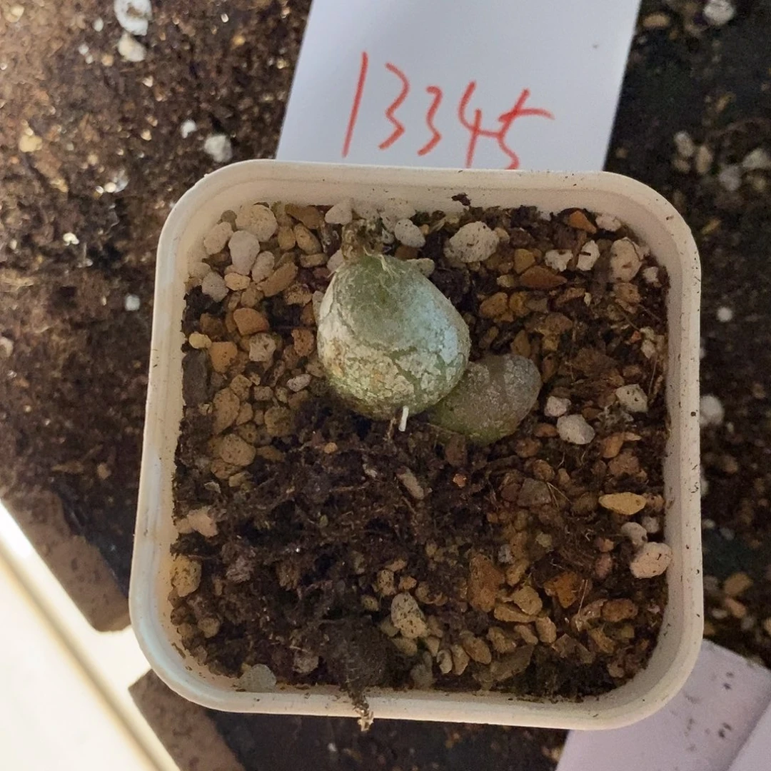 我***吗13345。  一颗三头灯泡。