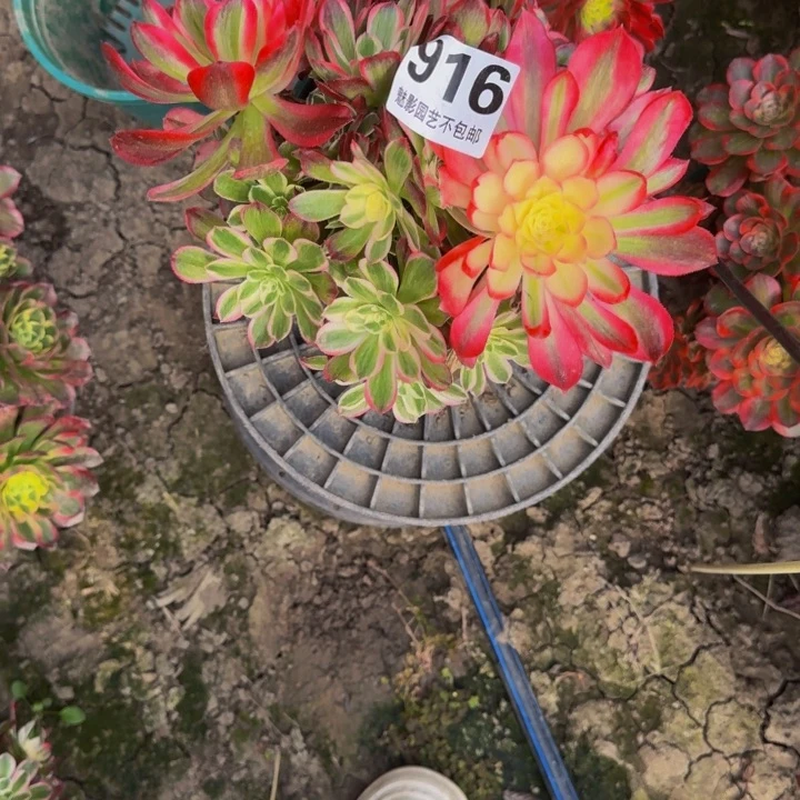 十万加29-30包邮