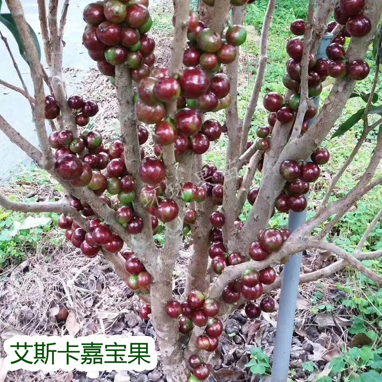 嘉宝果苗 四季艾斯卡 四季早生嘉宝果苗 四季开花结果