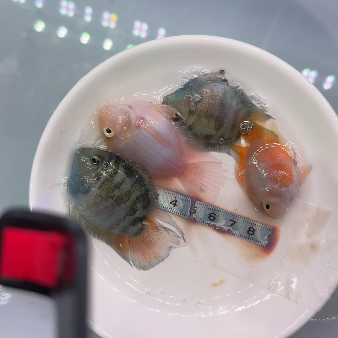 短鲷鱼5-7cm胭脂粉宝蓝