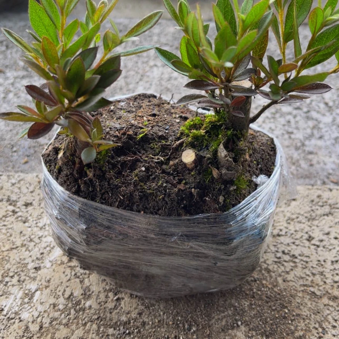 【闪购商品】完全开放都**人