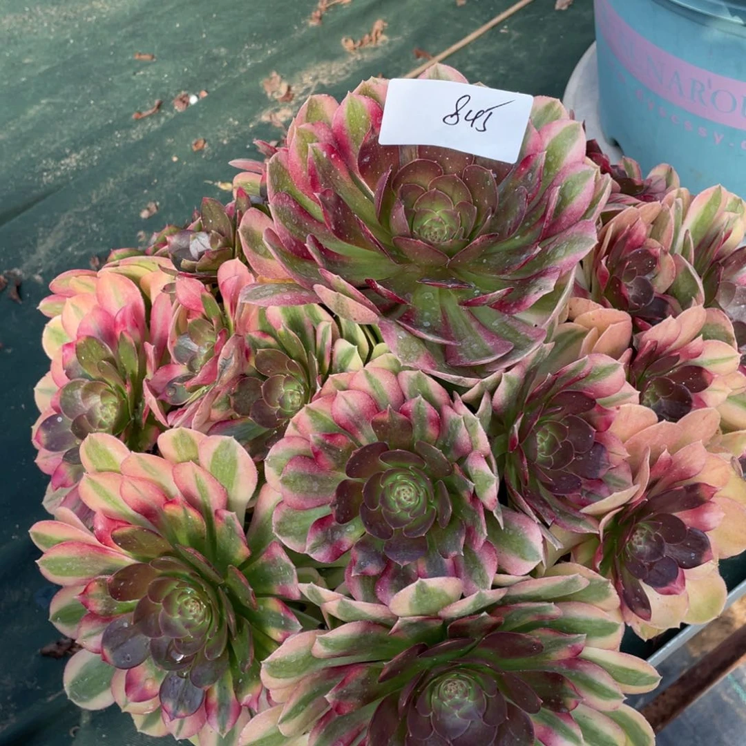 老五多肉845111111