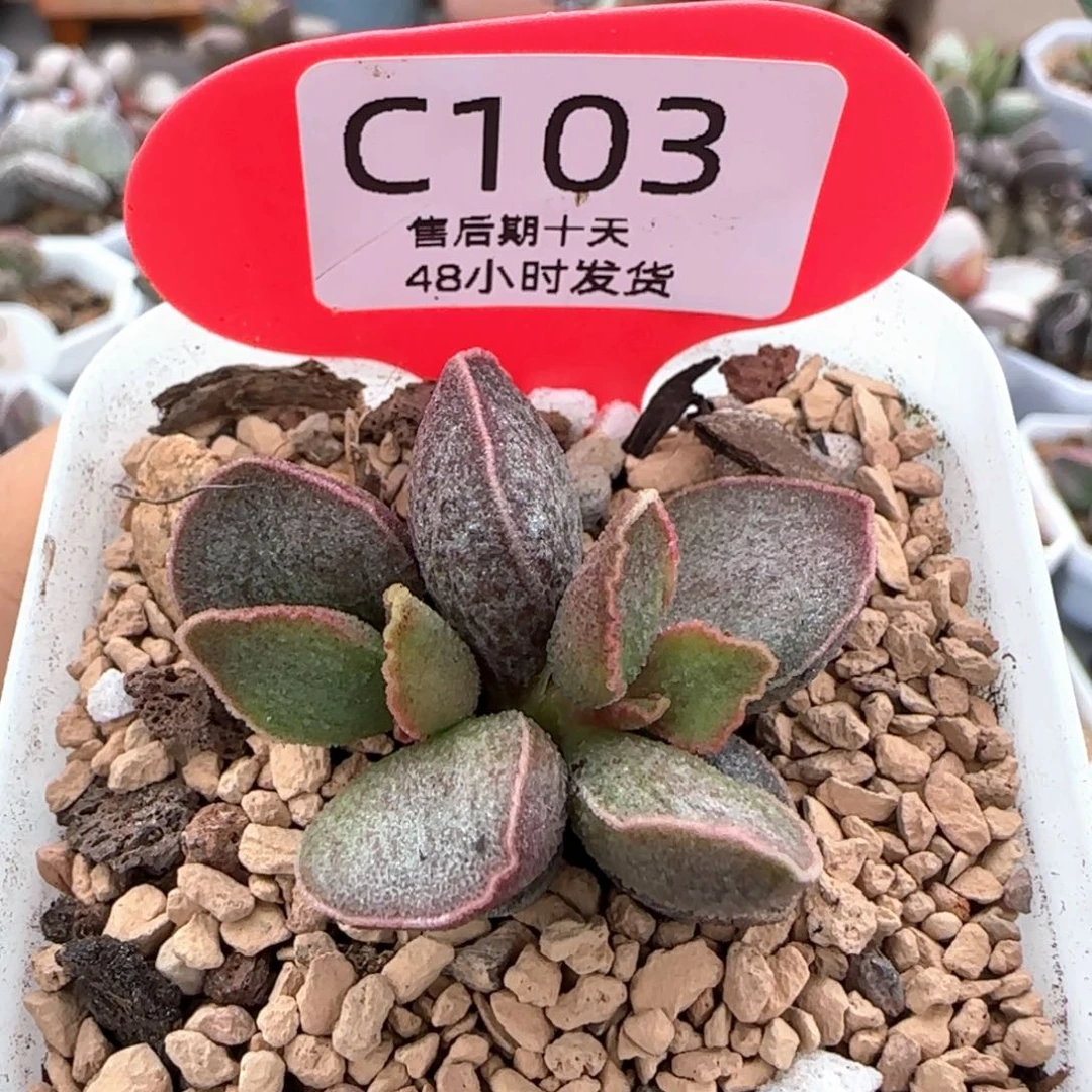 令羽。   103。
