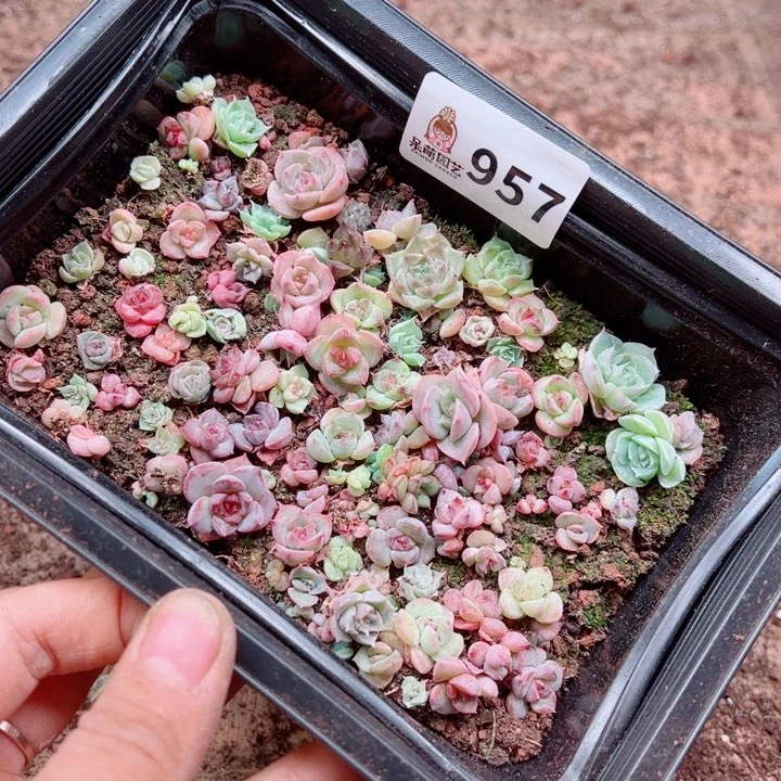 红****多肉植物多肉植物
