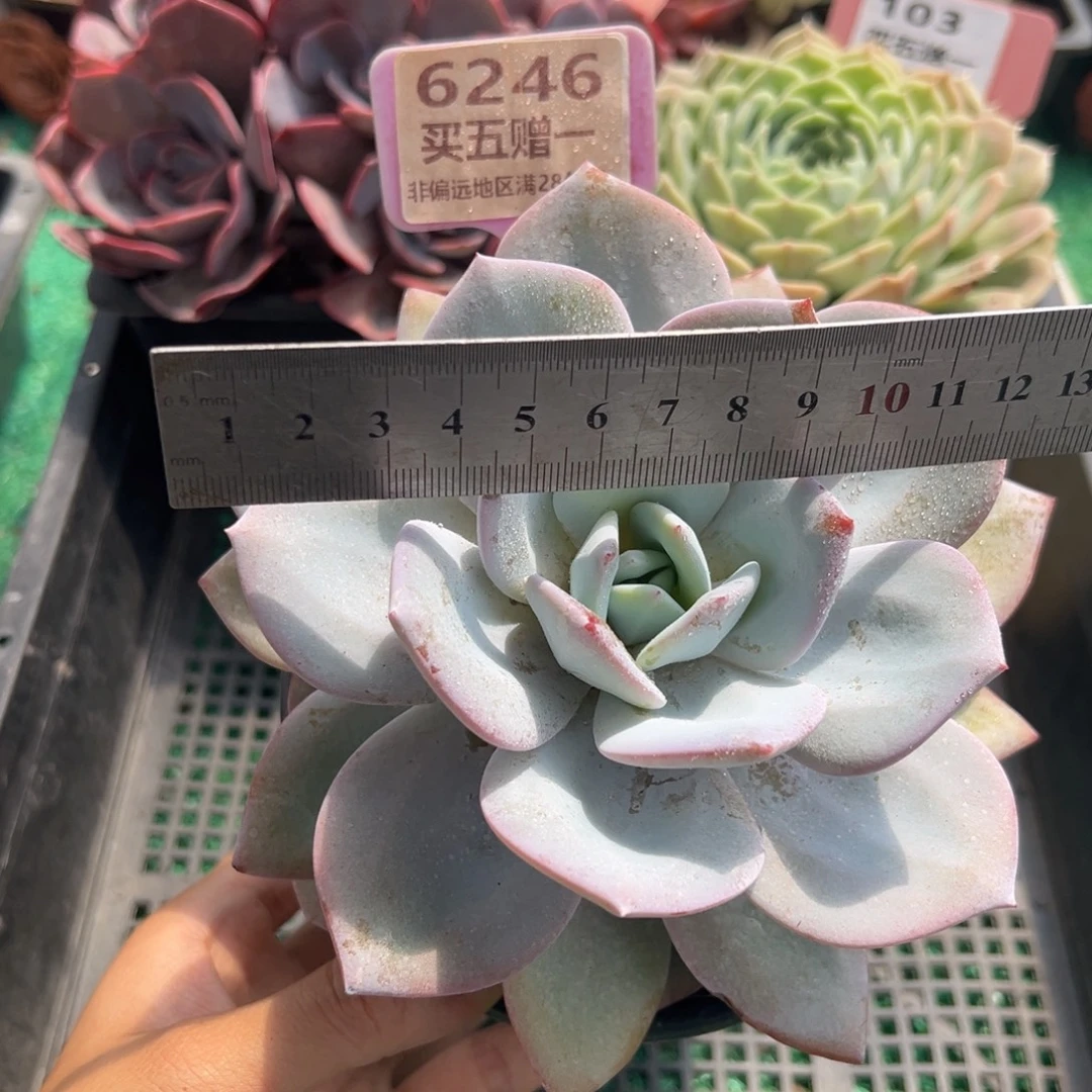 表妹精品多肉植物6246.
