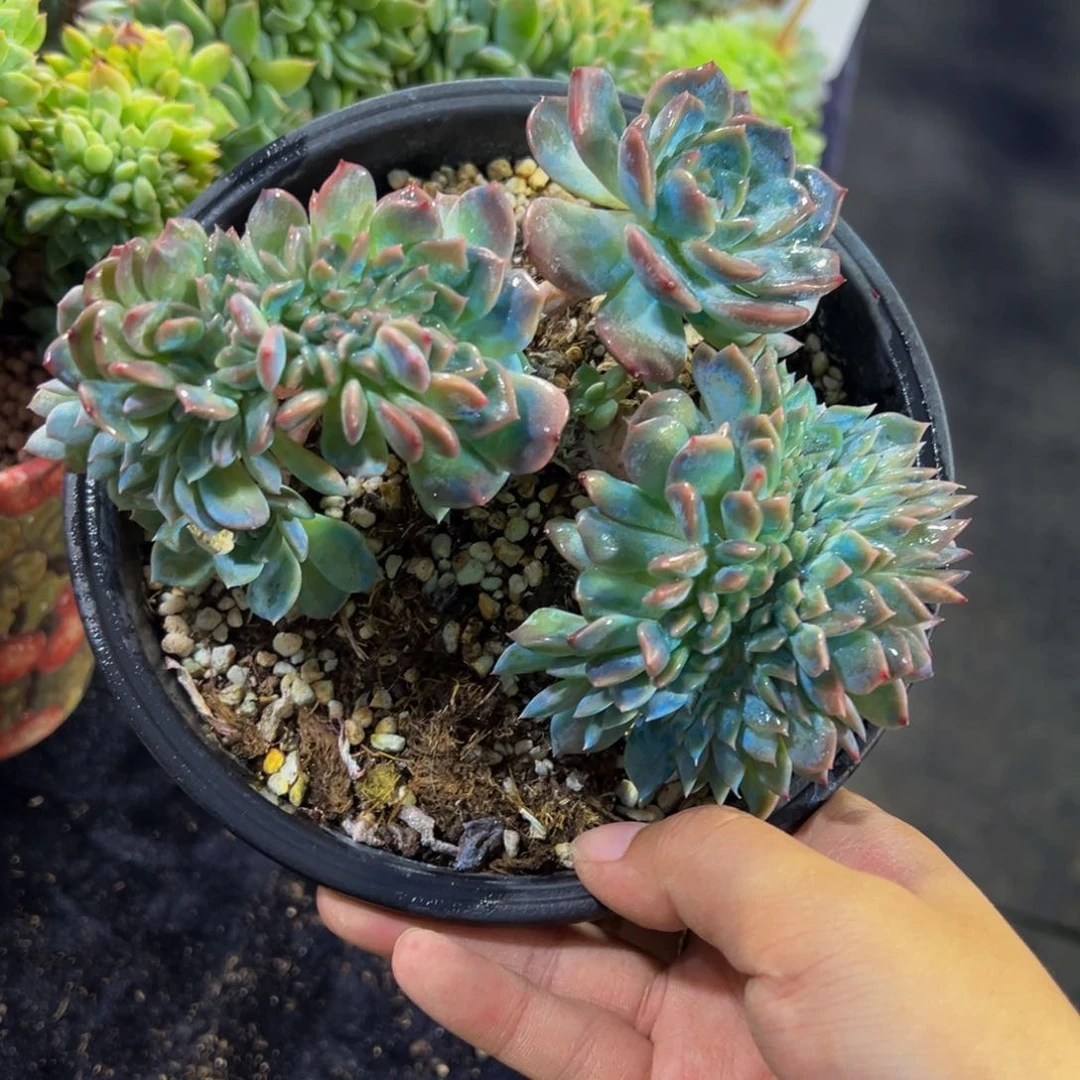 安***可天天开心 琥珀缀 天天开心