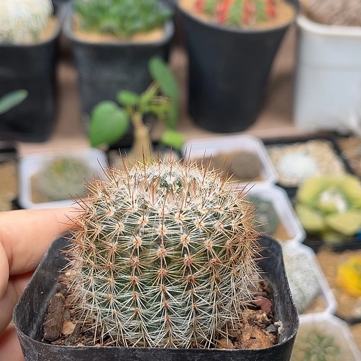 无花朵南国玉属实生