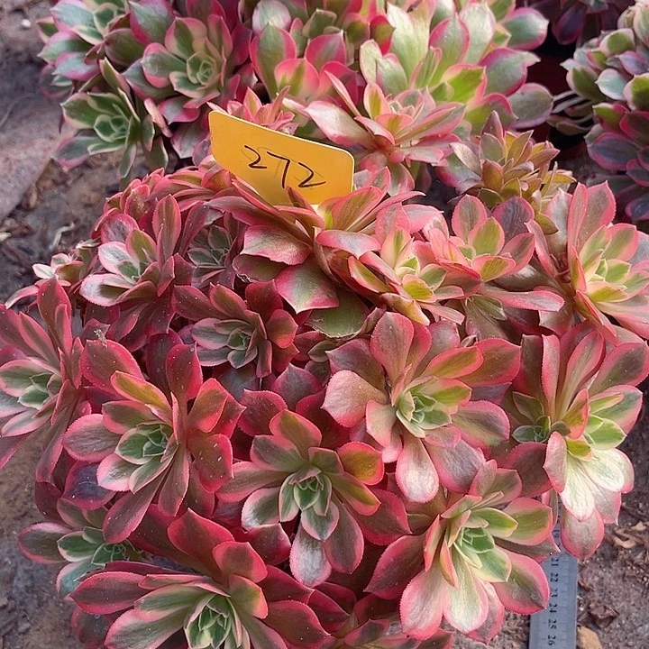 271一颗女妖法师多肉