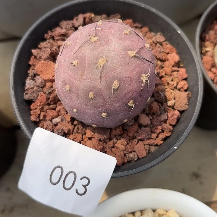 静***?习志野一物一拍