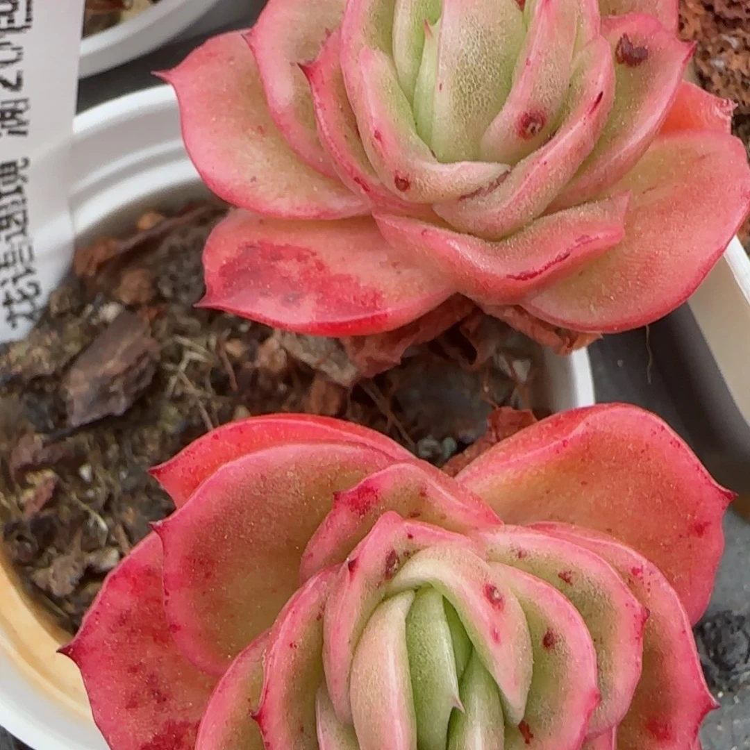 花语逸镜0207-653