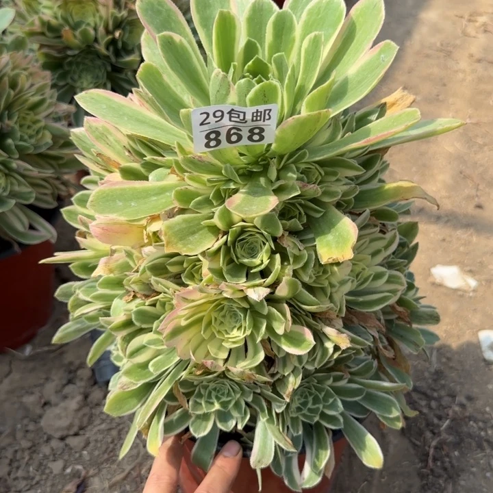 艳凝……多肉植物……