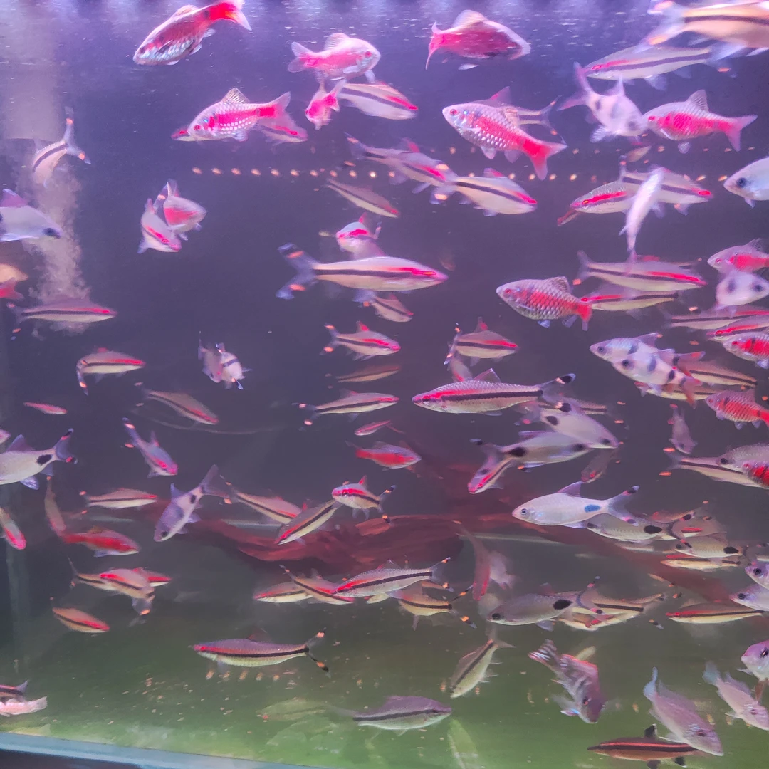 1号观赏鱼专用链接A随心拍