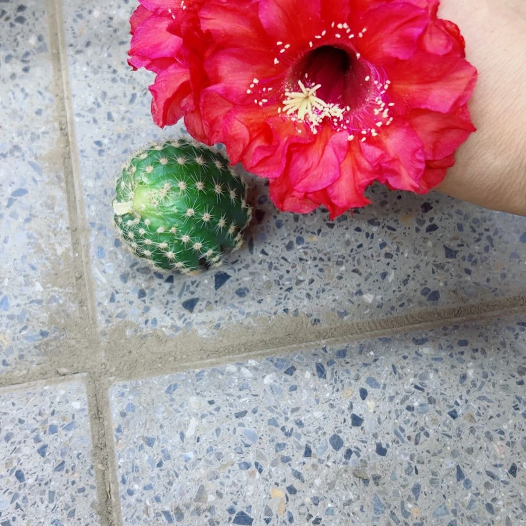 下59彩草127 歪无根侧芽4公分左右20包邮