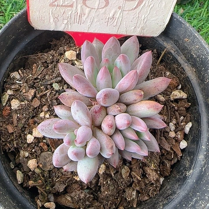 钻石虞289多肉植物
