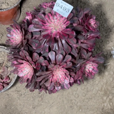 小*龙红铜多肉多肉9493