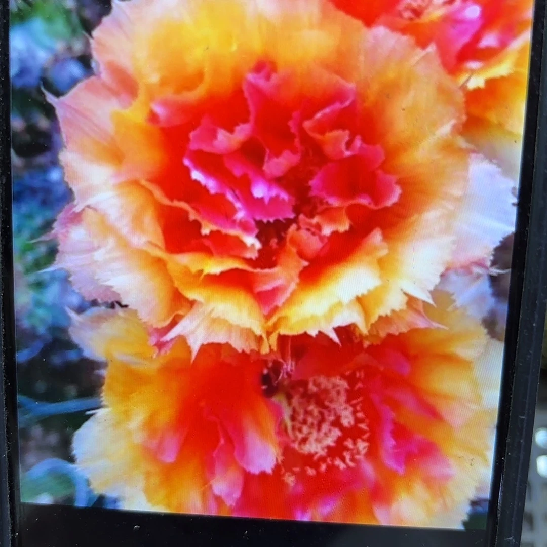 琉璃盏彩侧牙20包邮仙人球28