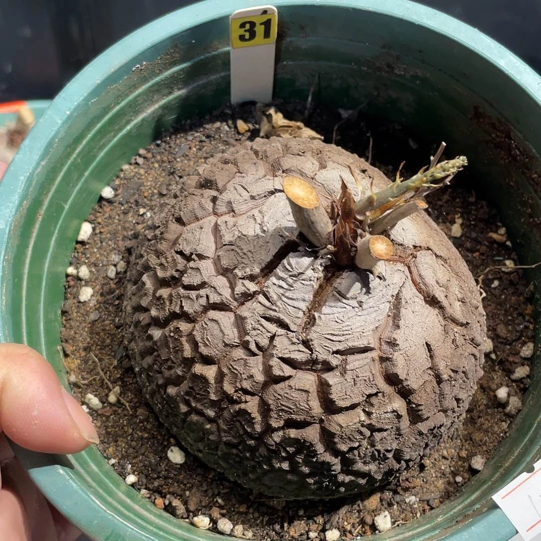 龟甲龙31号不退换