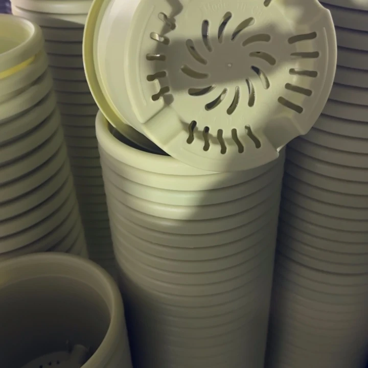 四季3号10个果绿色的