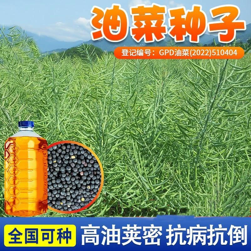 大田油菜籽德5油778高产油菜种子抗病抗倒伏含油量高杂交油菜花籽