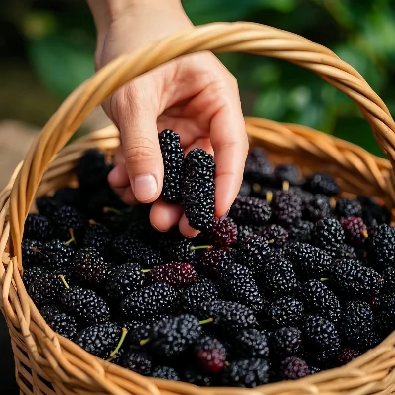 【拍半斤送半斤】头茬新货桑葚干新疆大果免洗无沙泡茶果干泡水即食