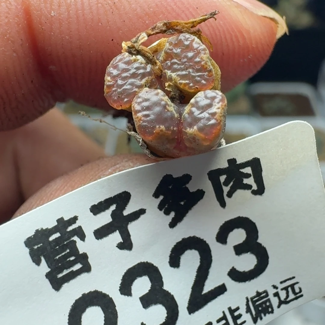 超碟。